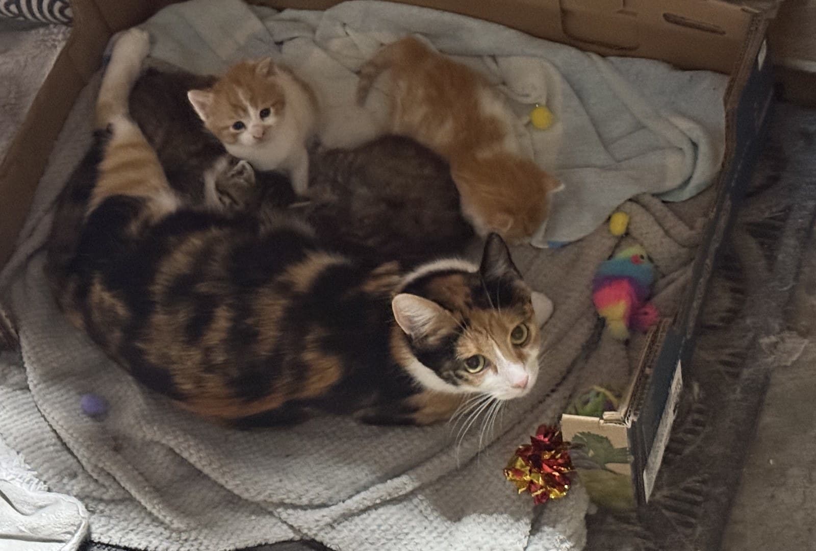 Lady Bug, a calico cat, curled up in a cardboard box nursing three orange and tabby kittens from her fourth litter.
