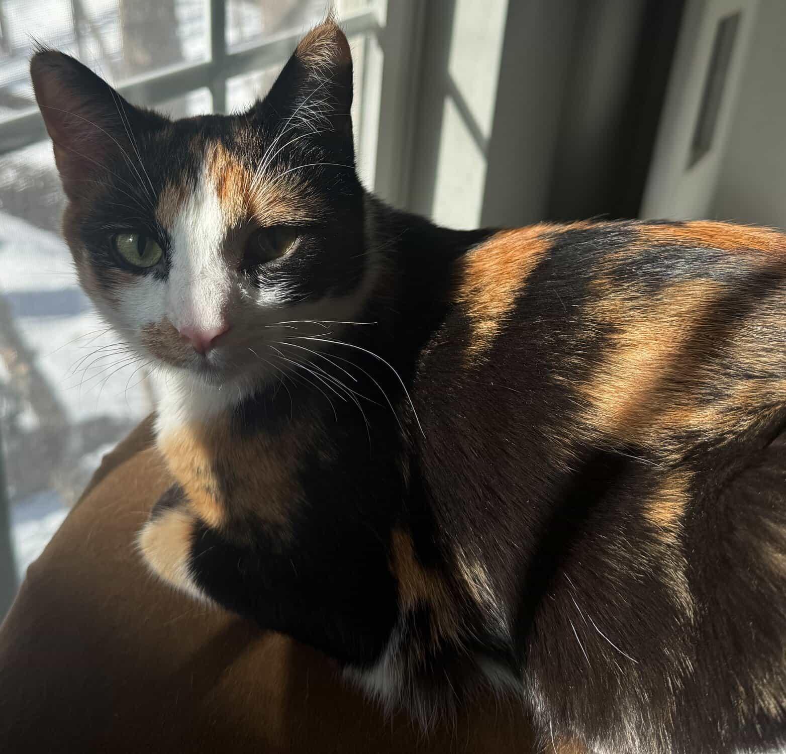 Baby Bandit, a calico cat, sitting by a sunlit window.