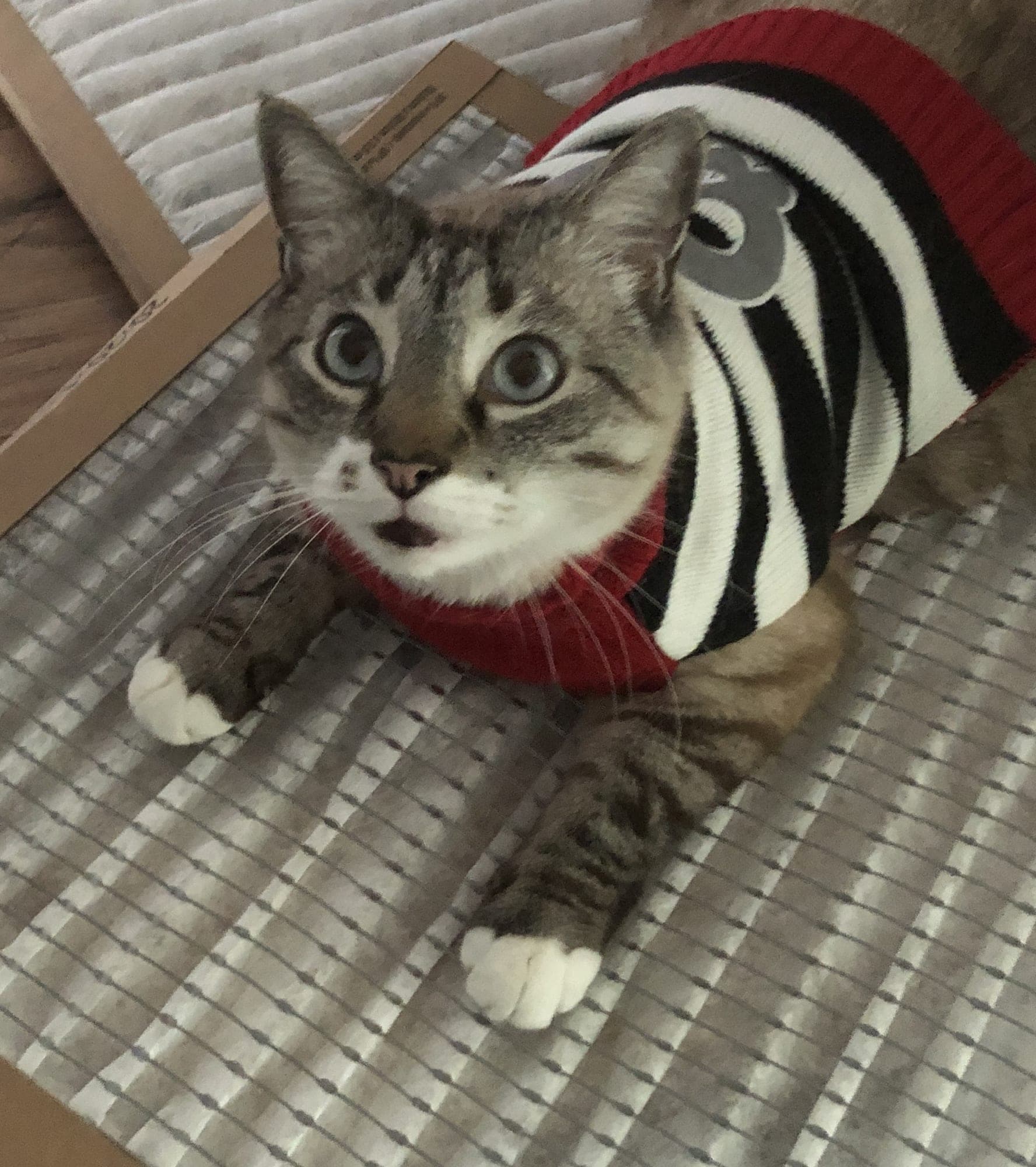 Bubba, a brown tabby cat with white paws, wearing a red and black striped sweater and looking straight at the camera.