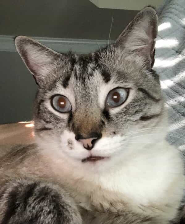 Bubba, a gray and white tabby cat with striking blue-green eyes, in a close-up portrait.