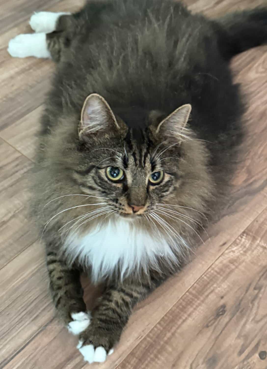 Bud, a fluffy brown tabby cat with a white chest, lying on a wood floor.