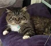 Bug, a brown tabby stray cat, curled up on a purple cushion.