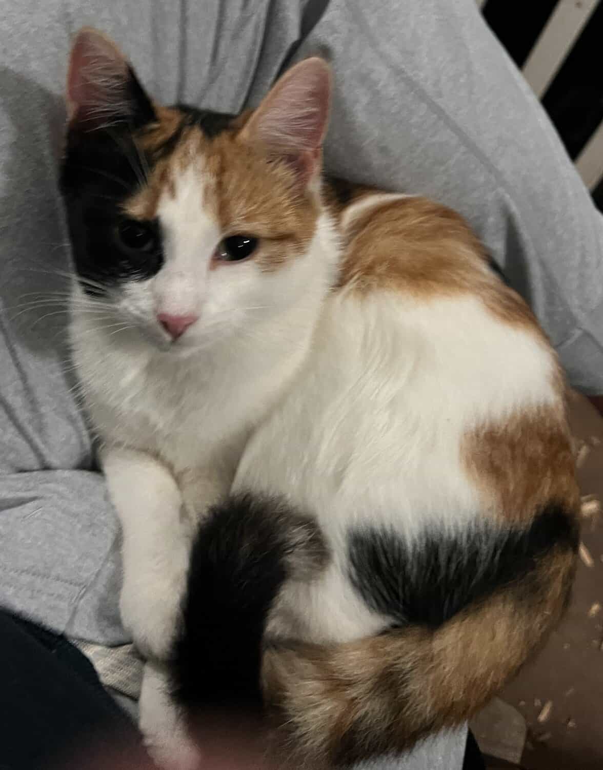 Couie, a calico cat, curled up on a gray blanket.