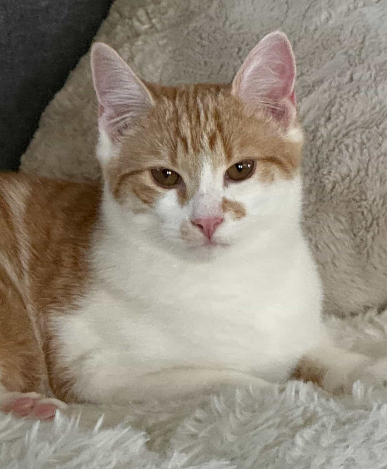 Cream, an orange and white cat, resting on a fuzzy blanket.
