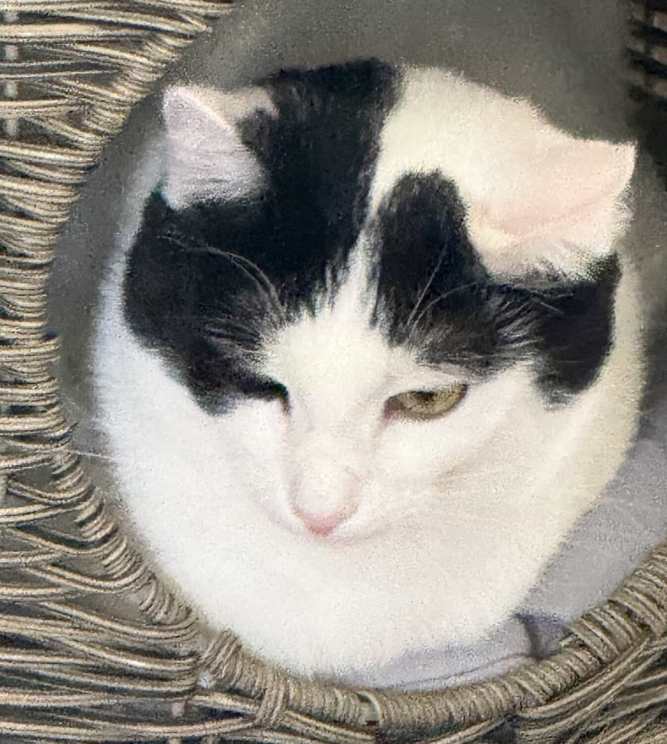 iHop, a black and white cat, peeking out from a woven wicker chair.