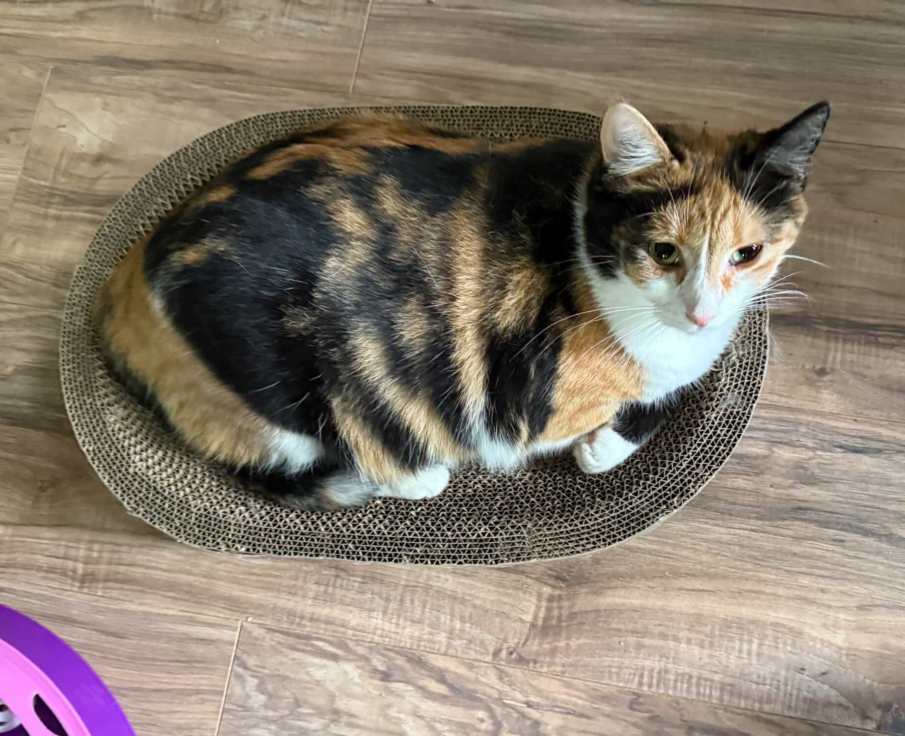 Lady Bug, a calico cat, sitting in an oval cardboard scratcher on a wood floor.
