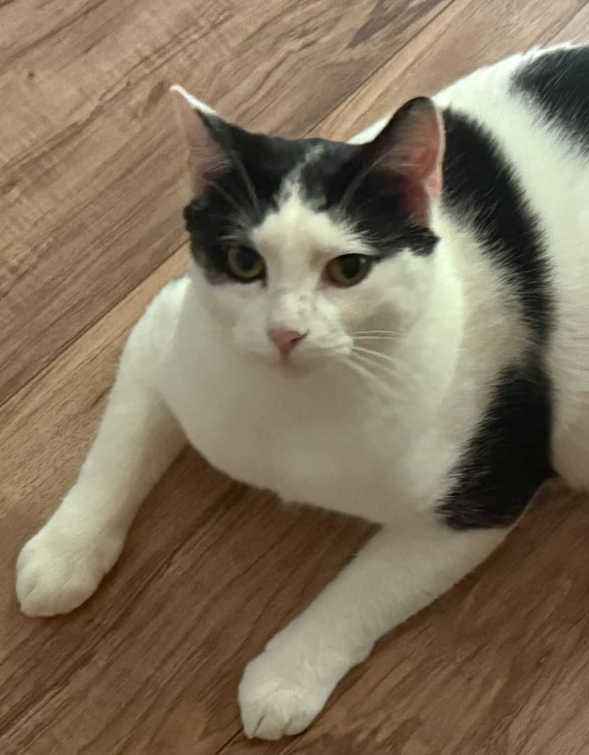 Lulu, a mostly white cat with black patches, lying calmly on a wood floor.