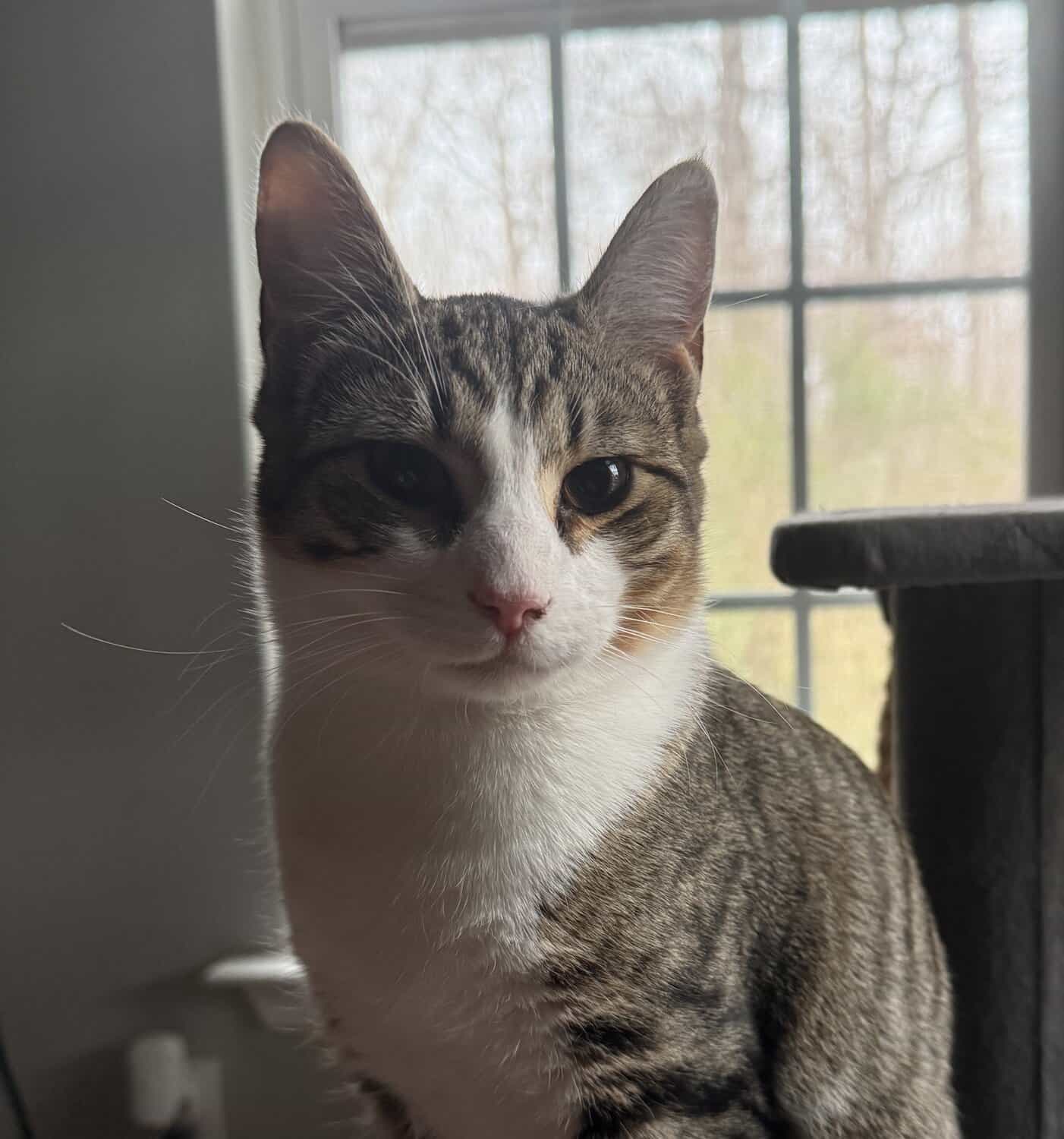 PayPay, a gray tabby and white cat, sitting in front of a window.