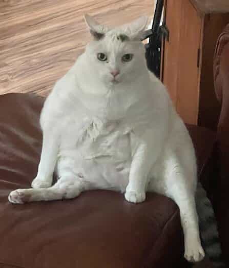 Pinky, a large all-white cat, sitting upright on a leather ottoman.