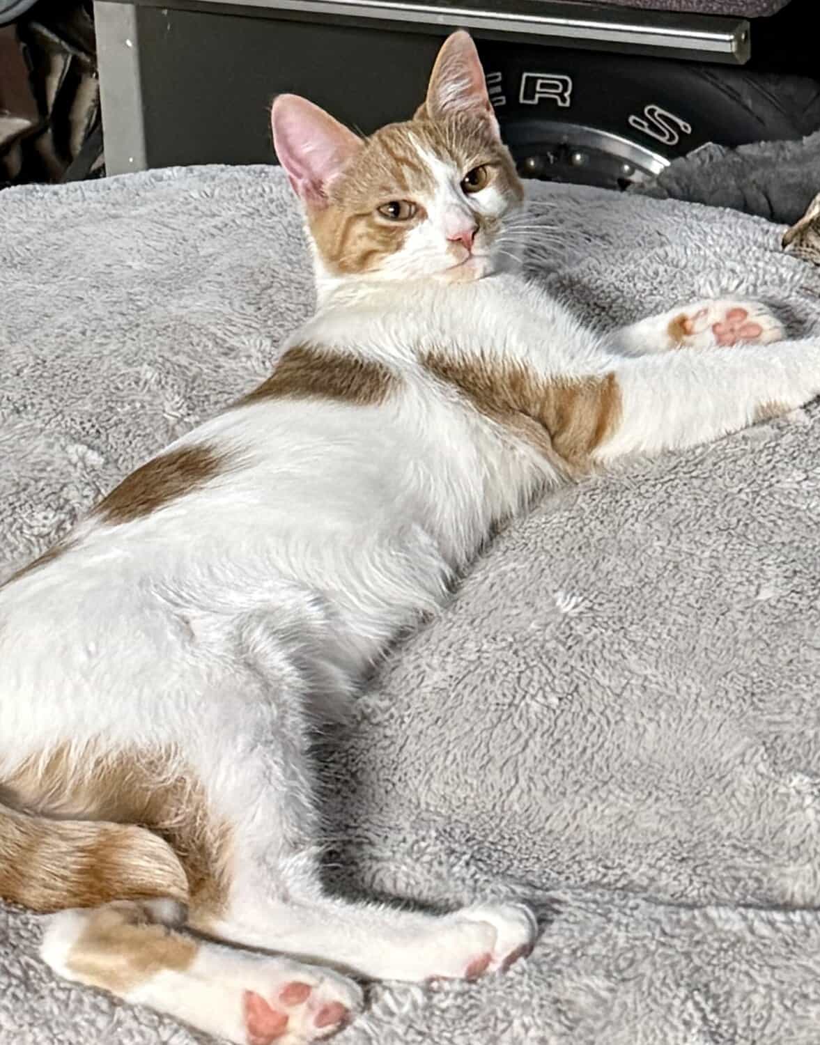 Puff, an orange and white cat, lying stretched out on a gray bed.