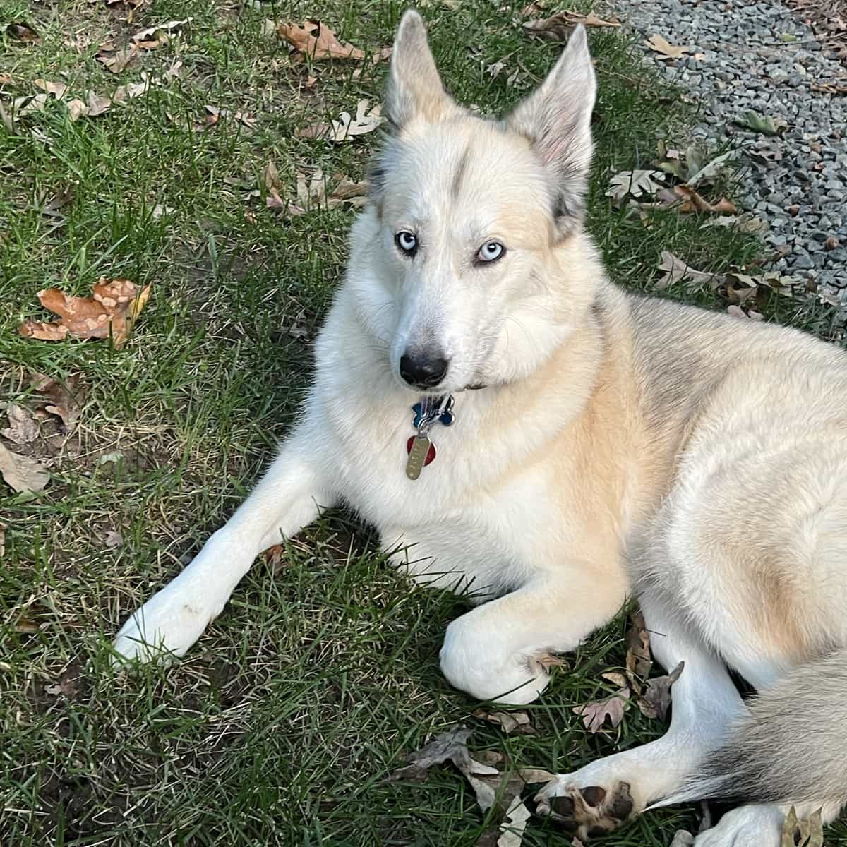 River, a white and cream husky mix dog with blue eyes, lying in the grass outdoors.