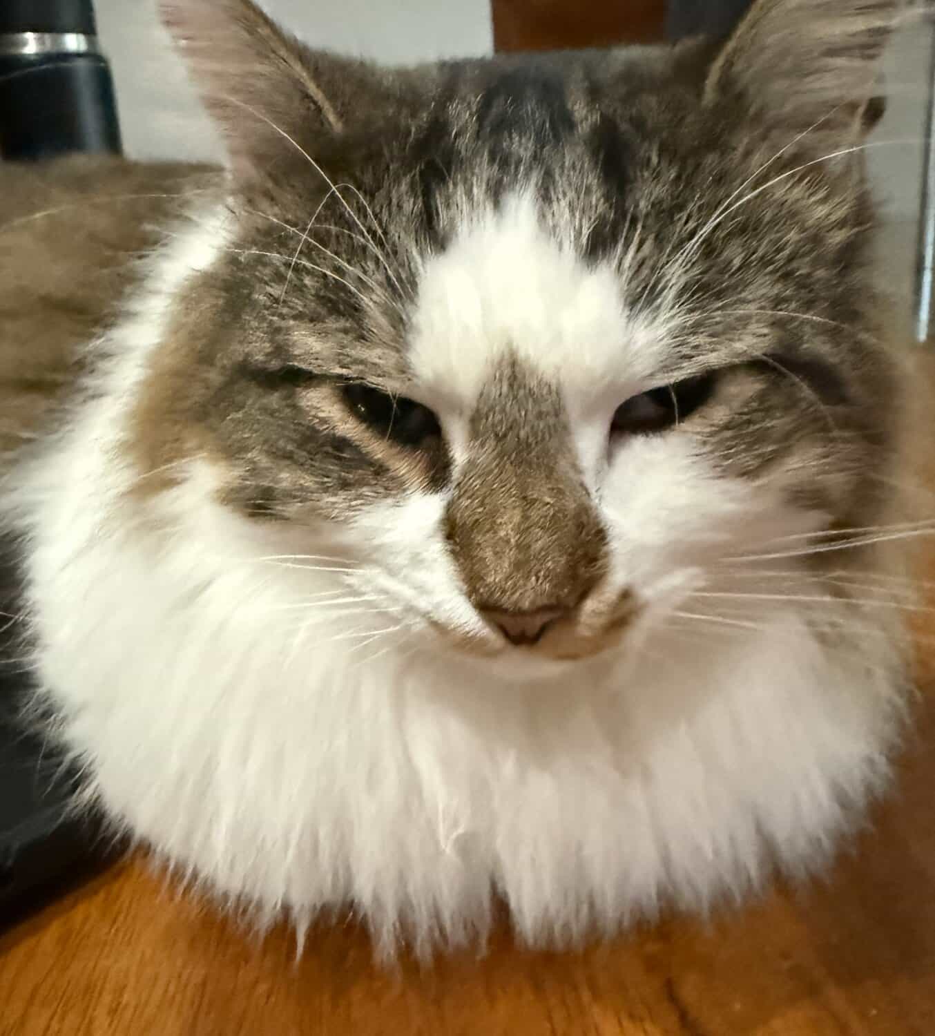 Snowdrop, a gray and white long-haired cat, squinting in a close-up portrait.