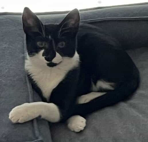 Sparky, a black and white tuxedo cat with wide eyes, lying on a gray couch.