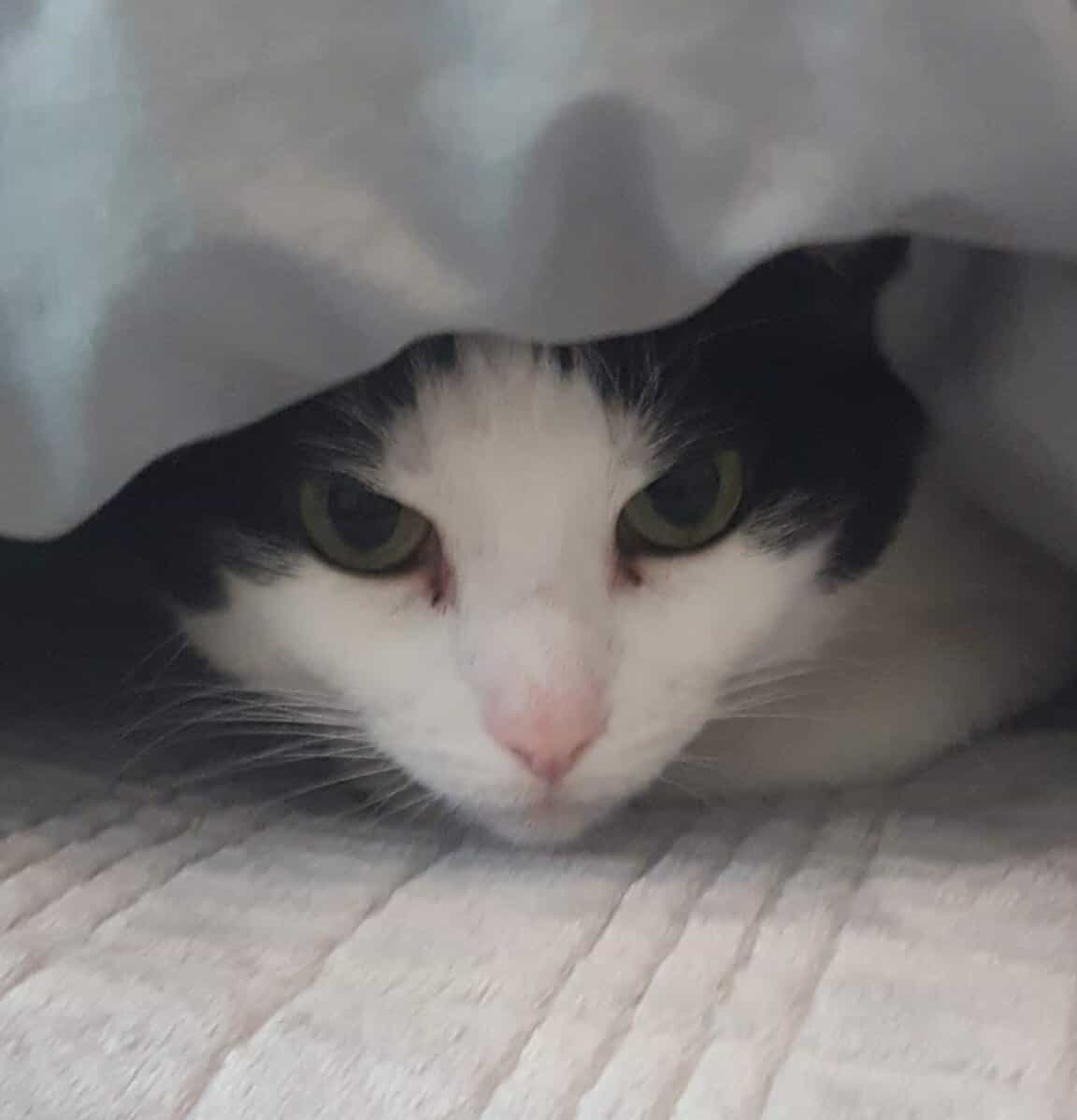 Sweat Pea, a black and white cat, peeking out from under a gray blanket.