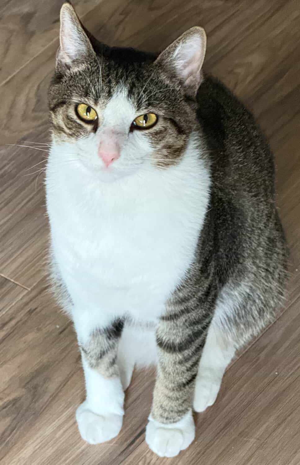 Tonytony, a gray tabby and white cat, sitting upright and looking up at the camera.