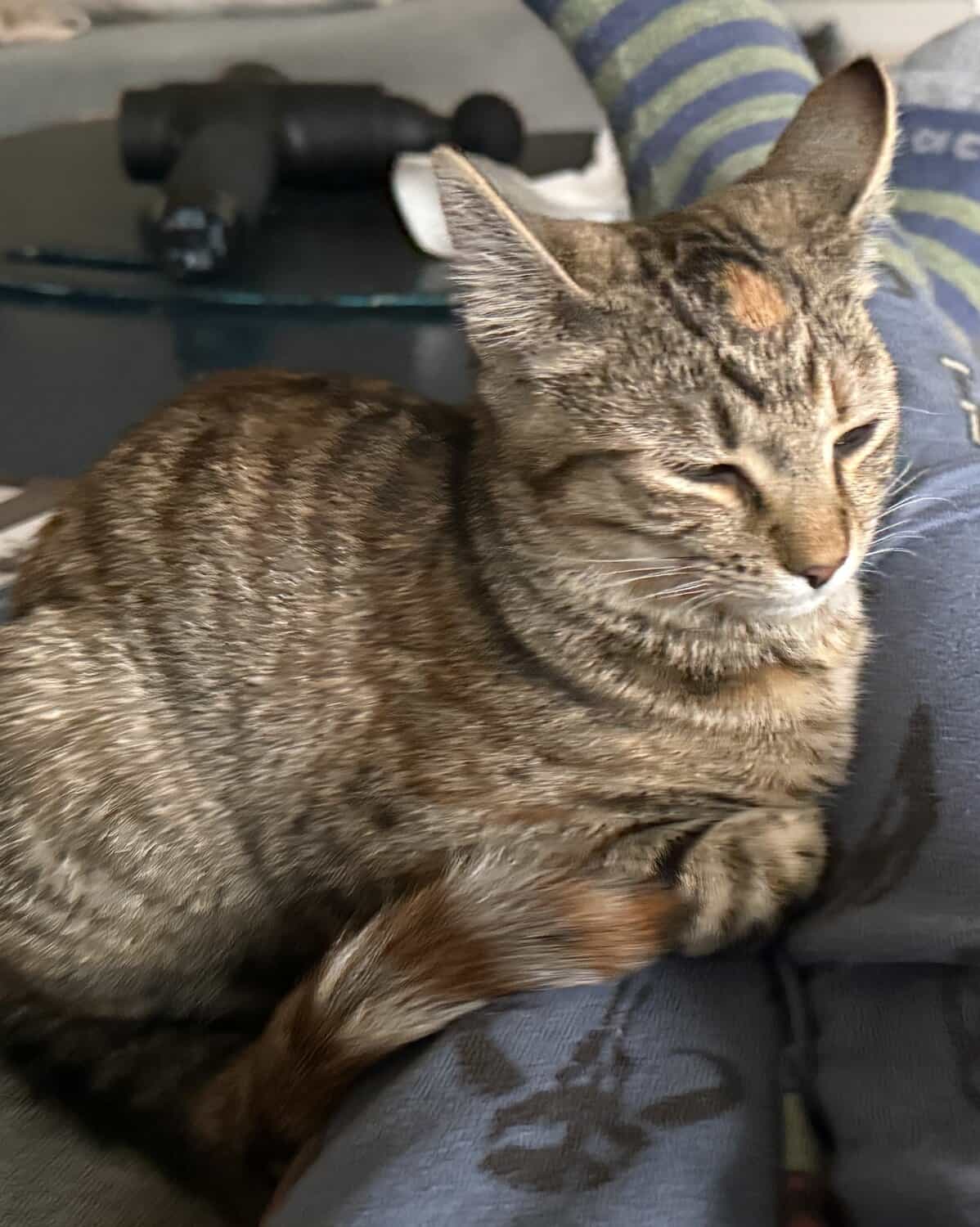Ulti, a small brown tabby cat, curled up and dozing on a blue blanket.